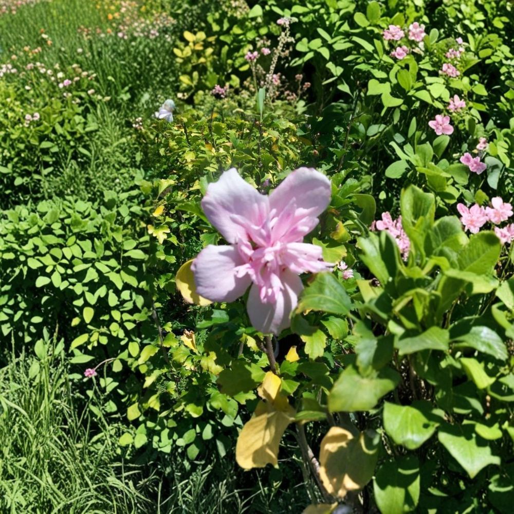 Double Flower Pink Rose of Sharon – Hibiscus syriacus Live Plant | 1 Gallon Size