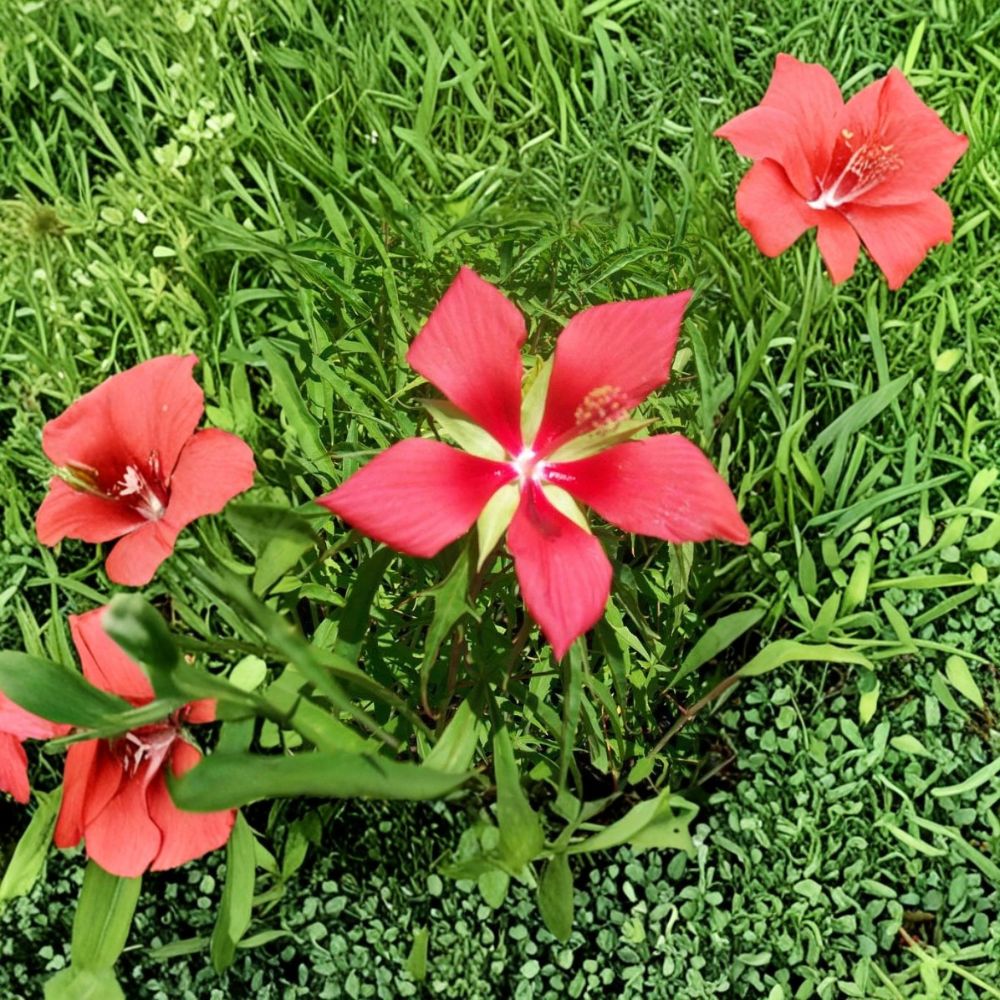 Texas Star Hibiscus Live Plant | 1 Gallon | Red Flowering Perennial | Easy to Grow