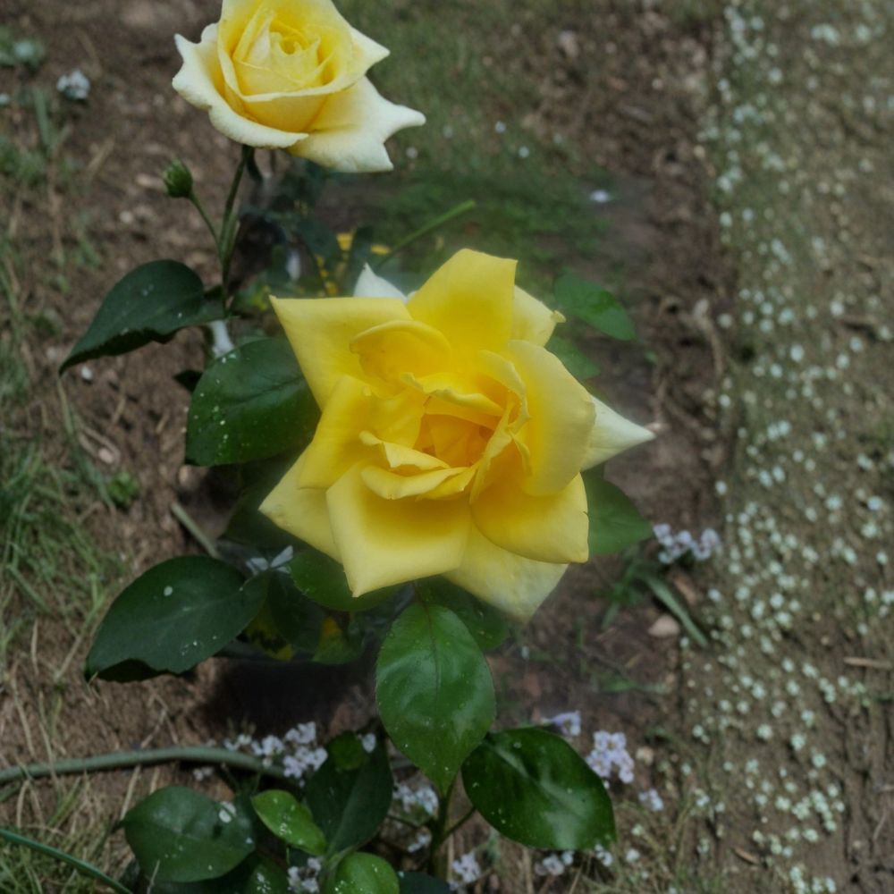 Oregold Grandiflora Rose Live Bush Plant 5 Gallon - Rooted Rose for Garden & Landscape