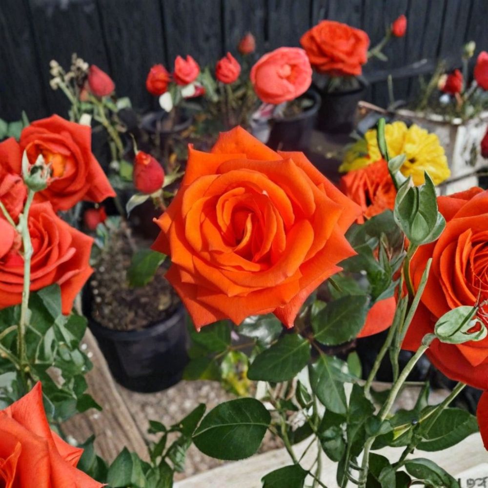 Marina Everblooming Floribunda Rose - 2 Gallon Live Plant with Salmon Orange Blooms