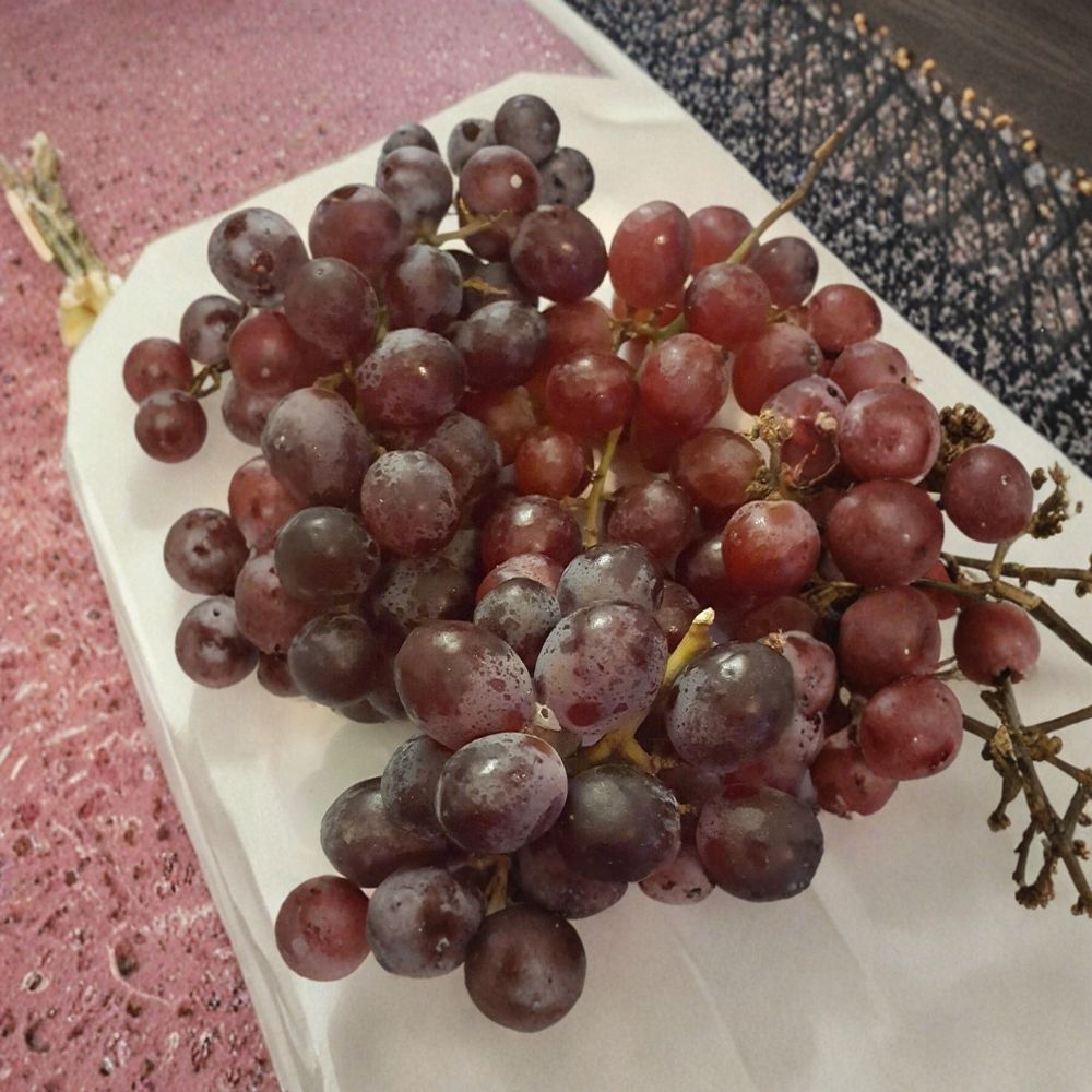 Vanessa Red Seedless Grape Vine Live Plant | 2 Gallon | Vitis vinifera Seedless Red Grapes