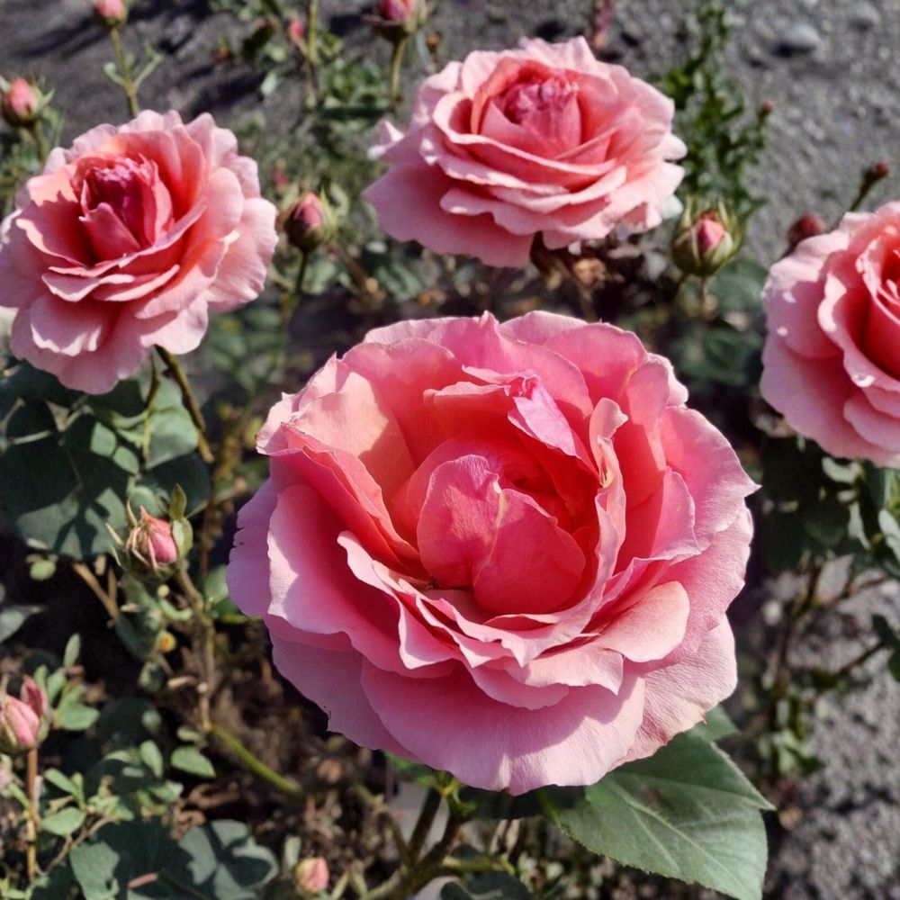 Princesse de Monaco Grandiflora Rose Live Plant | 1 Gallon Pink & Cream Blooms