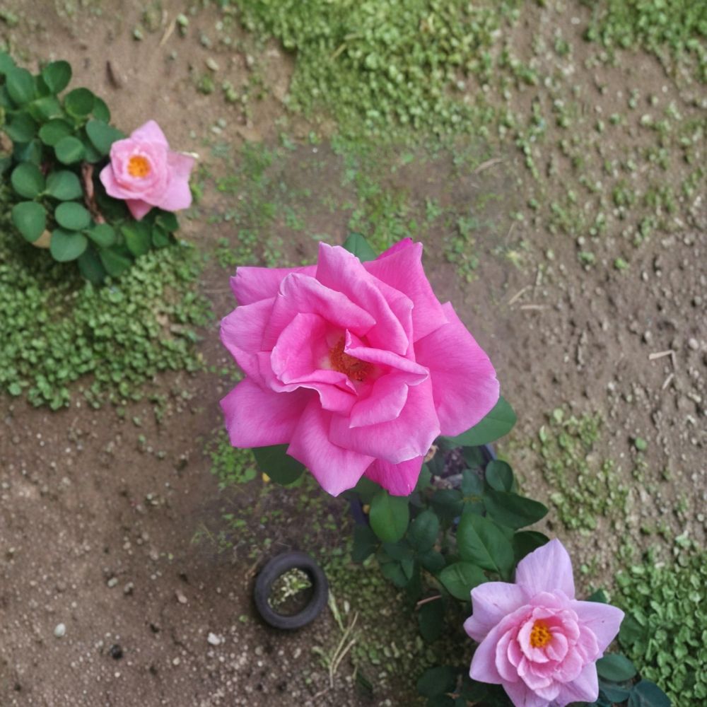 Perfume Delight Hybrid Tea Rose Live Plant | 5 Gallon | Fragrant Pink Blooms