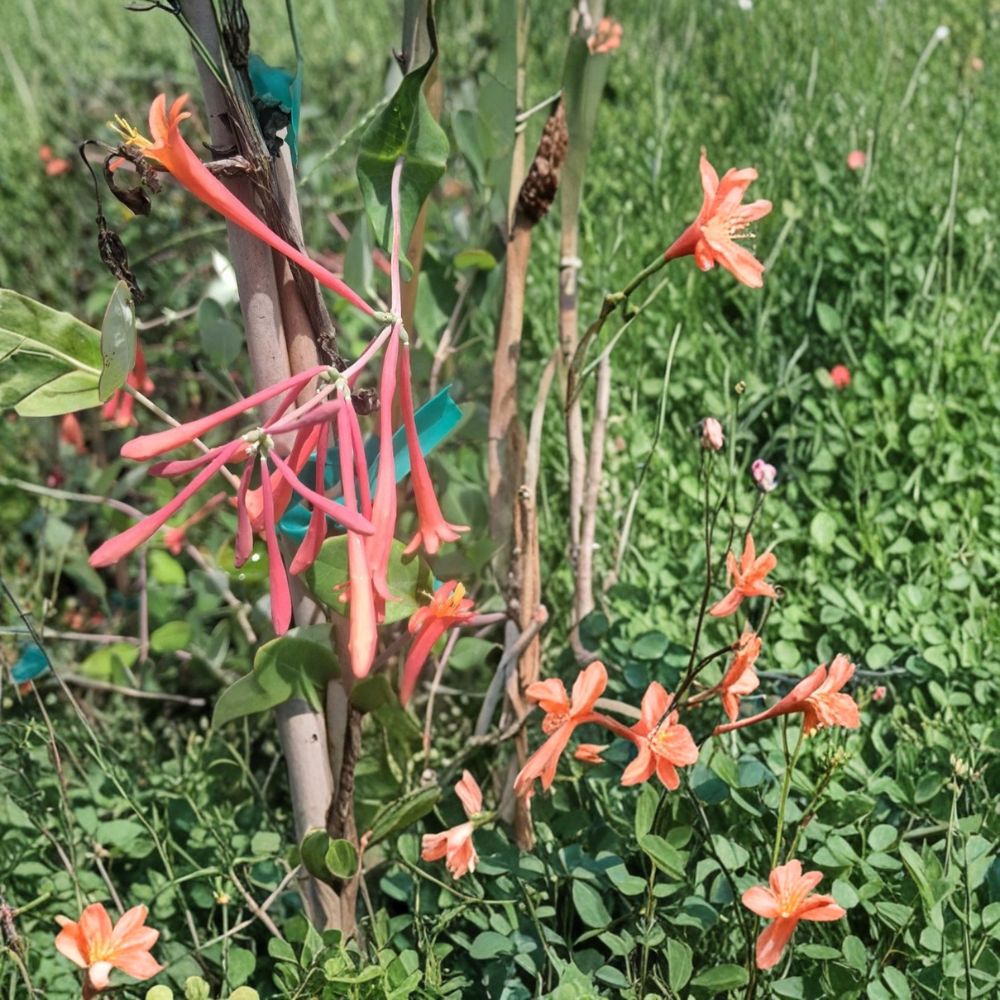 Coral Honeysuckle Live Vine Plant | Lonicera sempervirens | 2 Gallon | Coral Red Flowers | Hummingbird Friendly