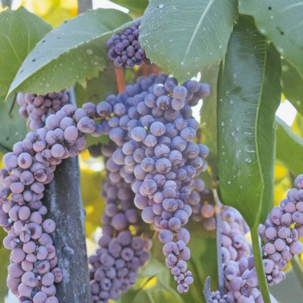 Fredonia Grape Vine – Vitis labrusca Live Plant | 1 Gallon | Early Ripening, Hardy Fruit Vine