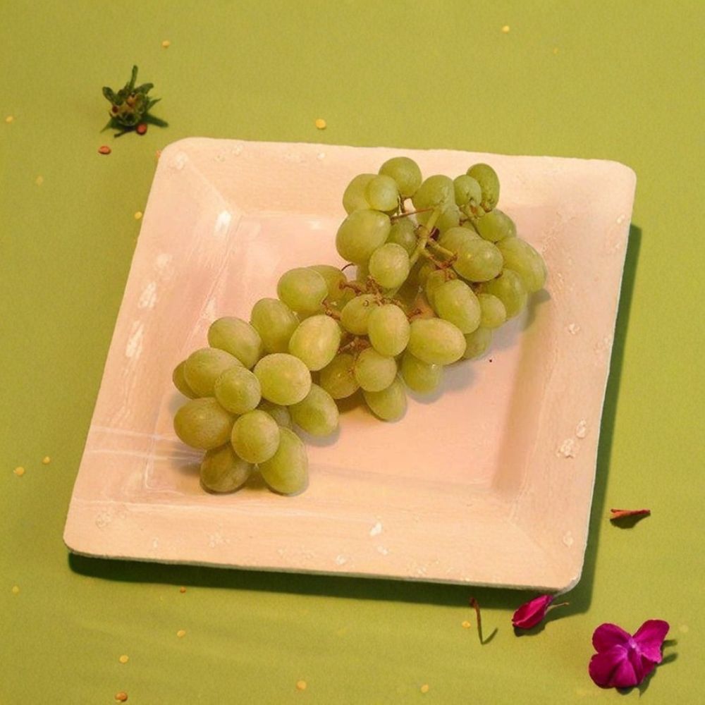 Chardonnay White Wine Grape Vine – 3 Gallon Live Plant | Rooted Grapevine Ready for Planting