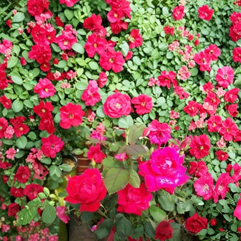 Double Knock Out® Red Rose – 3 Gallon Disease Resistant Shrub Rose with Continuous Blooms