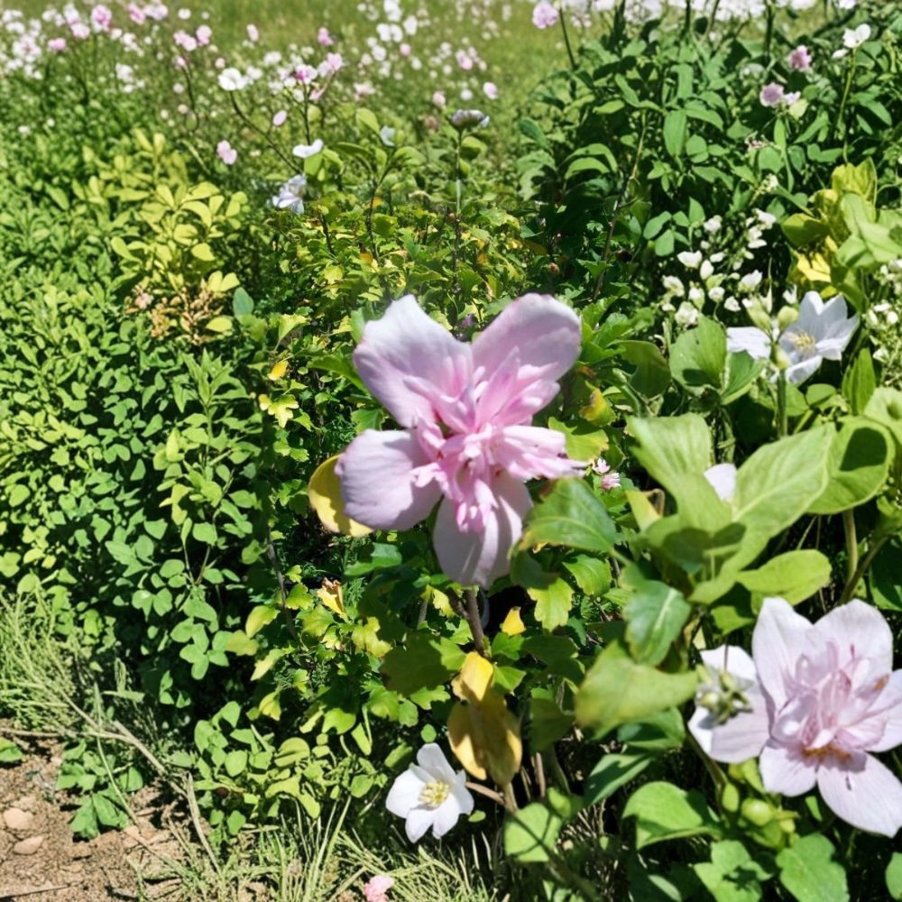 Double Flower Pink Althea Rose of Sharon – Hibiscus syriacus Live 3 Gallon Shrub
