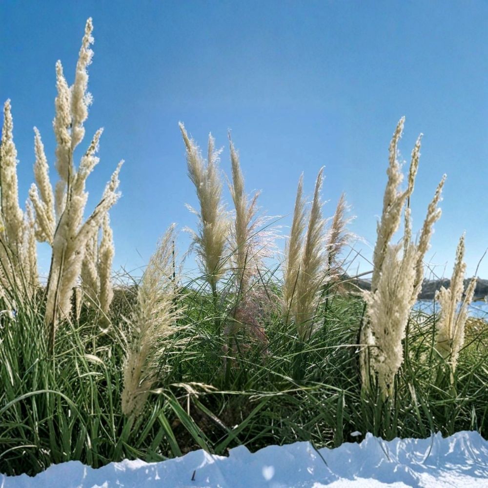 White Pampas Grass – 1 Gallon Live Ornamental Plant with Large White Plumes