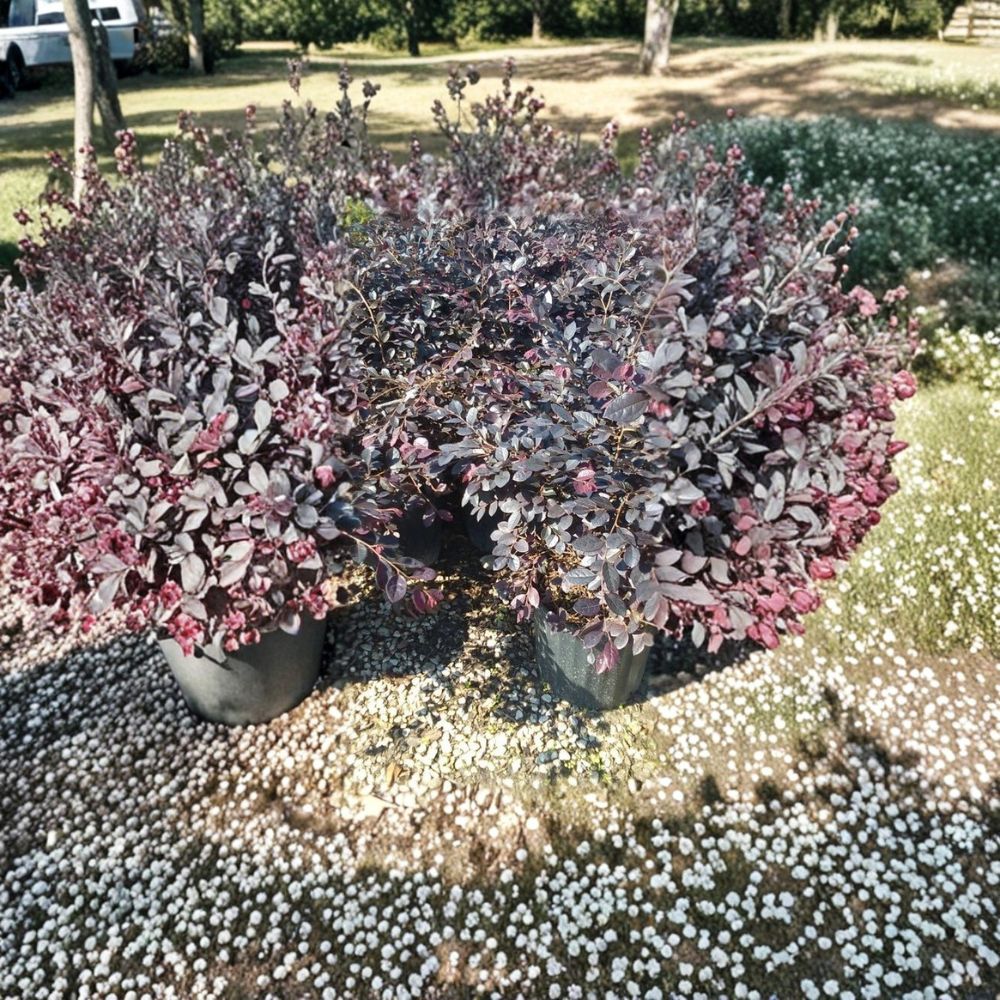 Chinese Fringe Flower Loropetalum - 1 Gallon Evergreen Shrub with Pink Fringe Blooms