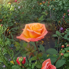 Arizona Grandiflora Rose Live Plant | 3 Gallon Orange Yellow Flowering Rose Bush