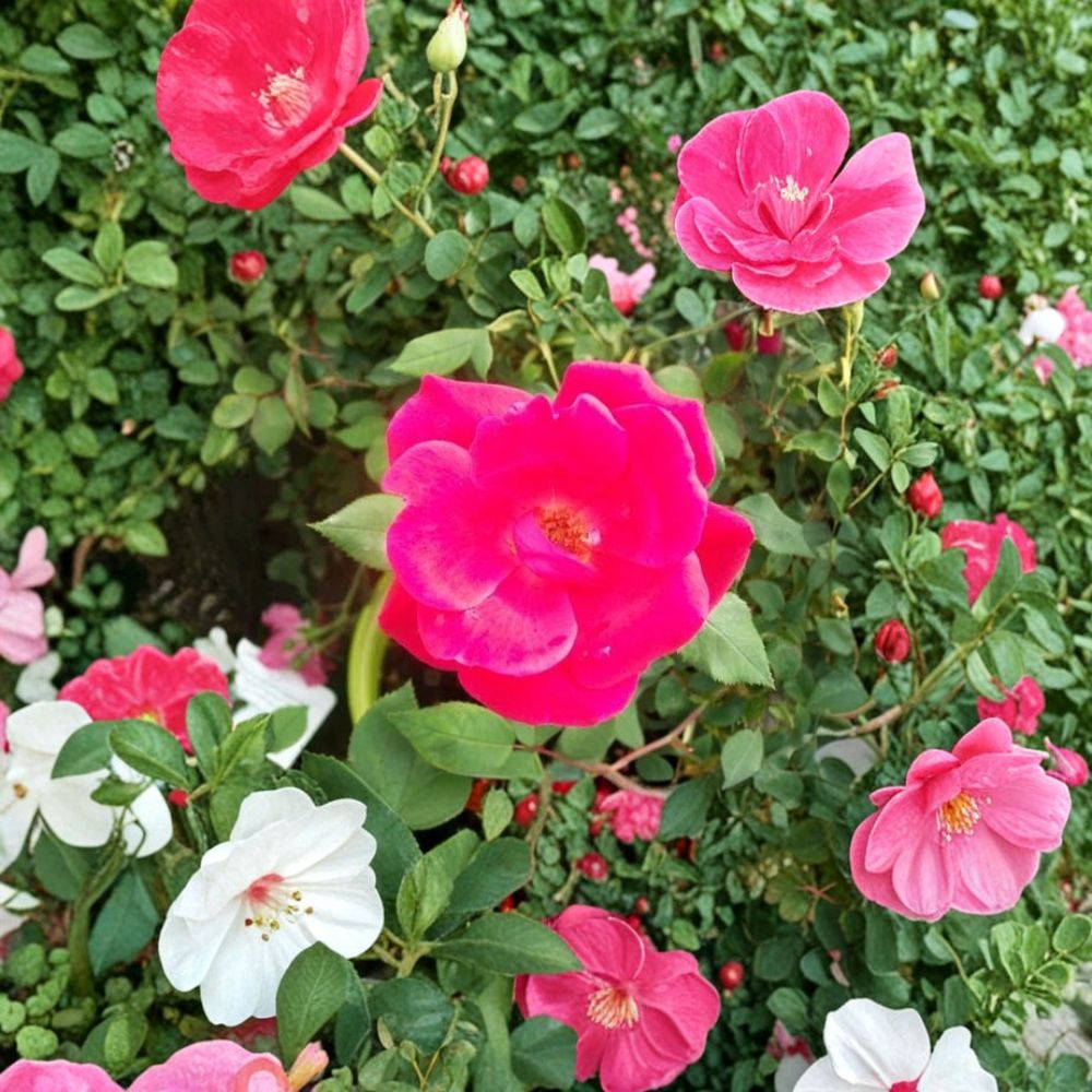 Red Knock Out® Rose Live Plant | 3 Gallon Cherry Red Flowering Shrub | EarthKind Disease Resistant