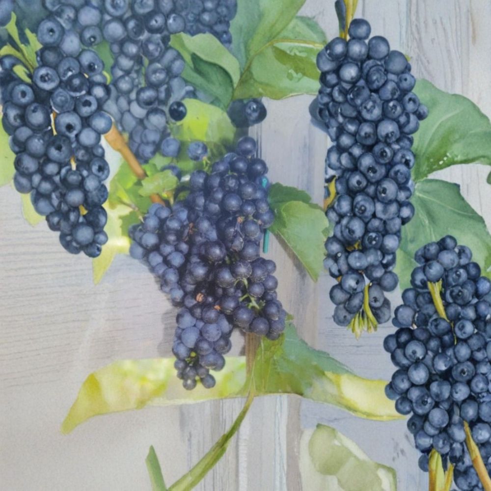 MARS Seedless Grape Vine Live Plant | 3 Gallon Rooted Grapevine for Planting
