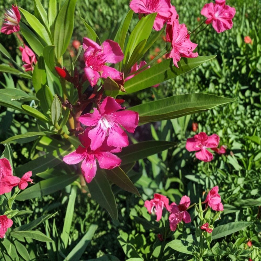 Pink Oleander Live Flowering Shrub 2 Gallon | Evergreen Heat Tolerant Plant