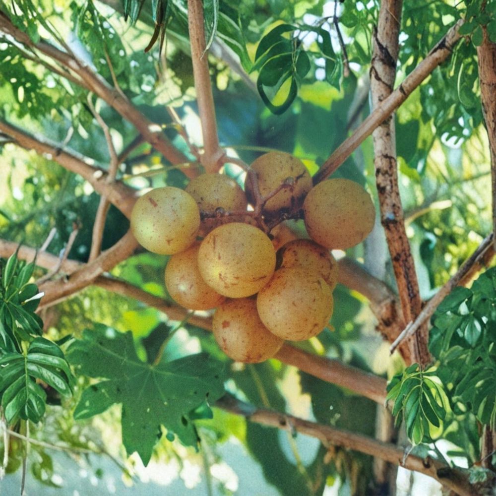Light Scuppernong Muscadine Grape Vine – Vitis rotundifolia Live Plant | 4–6 Feet Tall | Bronze Muscadine Grapes