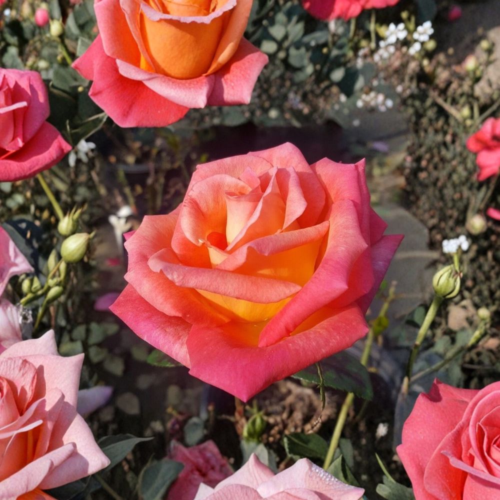 Mikado Hybrid Tea Rose Live Plant | 3 Gallon Scarlet Yellow Rose Bush | Rosa hybrida