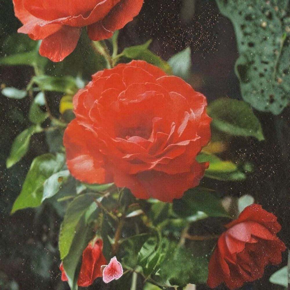 Impatient Floribunda Rose – Orange Red 2 Gallon Live Bush Plant | Floribunda Shrub Rose for Garden Landscapes