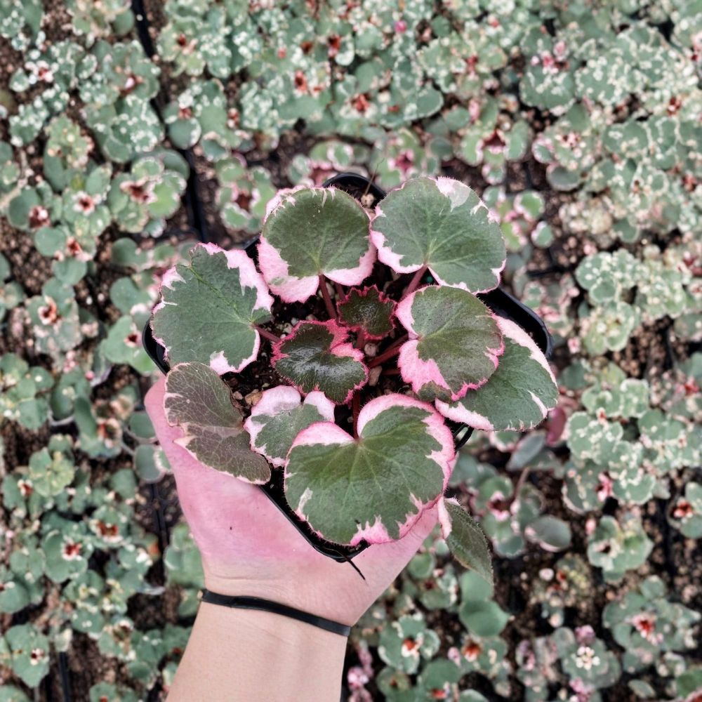 Strawberry Begonia Saxifraga stolonifera Live Plants - 4 Starters in 2 Inch Pots