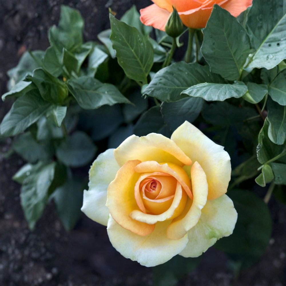 Gold Medal Grandiflora Rose - 3 Gallon Live Bush Plant with Yellow Orange Blooms