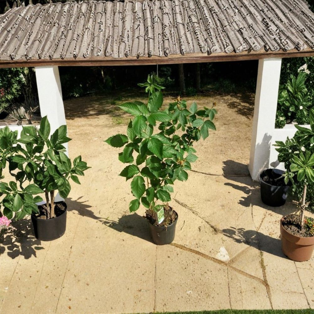 Apache Thornless Blackberry Live Plant | 1 Gallon Thornless Berry Bush