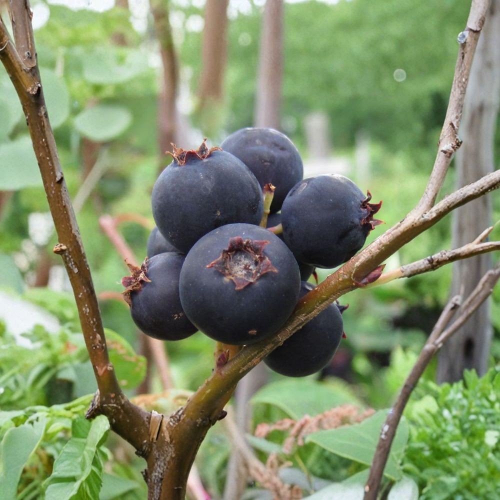 Jennybelle Serviceberry – Amelanchier obovalis Edible Berry Shrub Tree | Zones 5–8