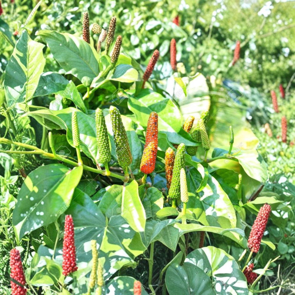 Piper Longum Live Plants – 3 Rare Long Pepper Starter Plants | Pipali Ayurvedic Spice Vine