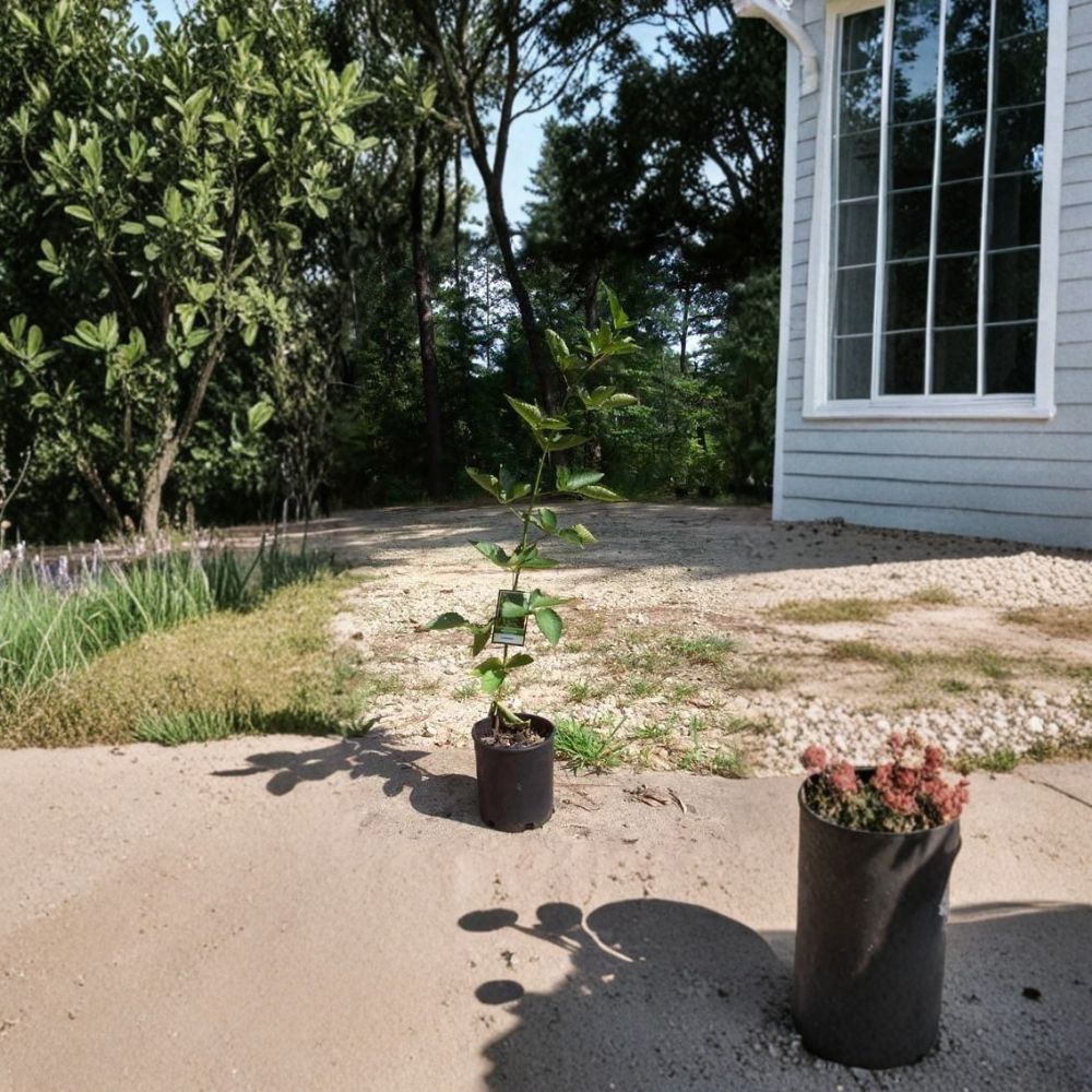 Arapaho Thornless Blackberry Plant - 1 Gallon Live Fruit Plant