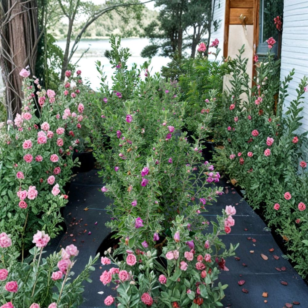 Purple Texas Sage Live Shrub | Evergreen Silver Foliage & Purple Blooms | 2-3 Feet Tall Drought Tolerant Plant
