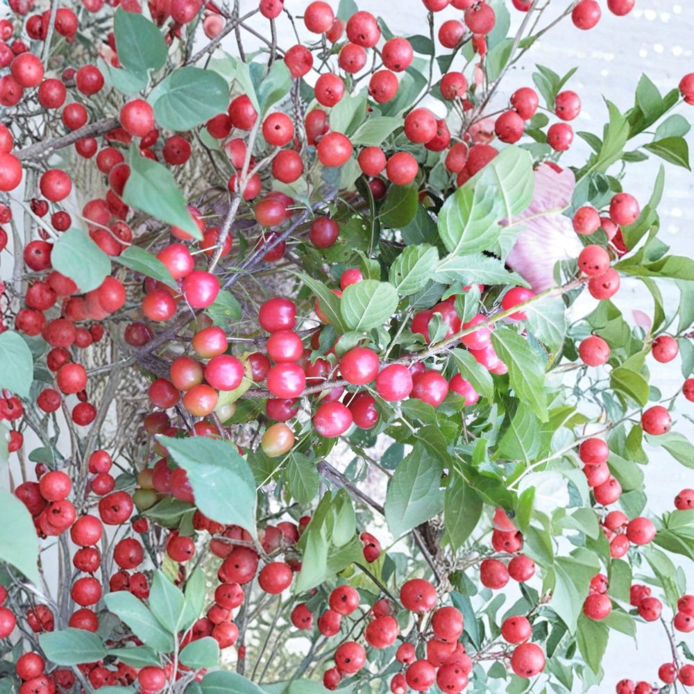 Cheropugy Nanking Cherry – Live Rooted Bush Cherry Plant | Sweet Tart Edible Fruit Shrub | Zones 4–8