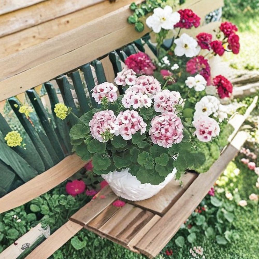 Geranium Maverick Star Pelargonium Seeds | 100 Seeds | Blush Pink Flowers with Deep Pink Eye