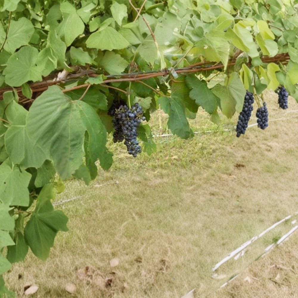 Black Manukka Seedless Grape Vine – 1 Gallon Live Plant | Self-Fertile Seedless Grapes