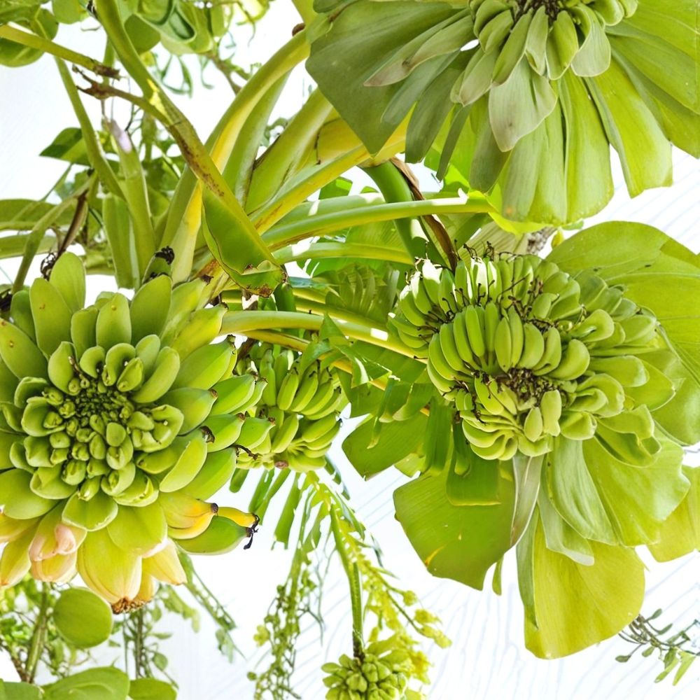 Double Mahoi Dwarf Banana Plants – 3 Bare Root Starter Plugs | Sweet Dessert Bananas | Container Friendly Tropical Fruit