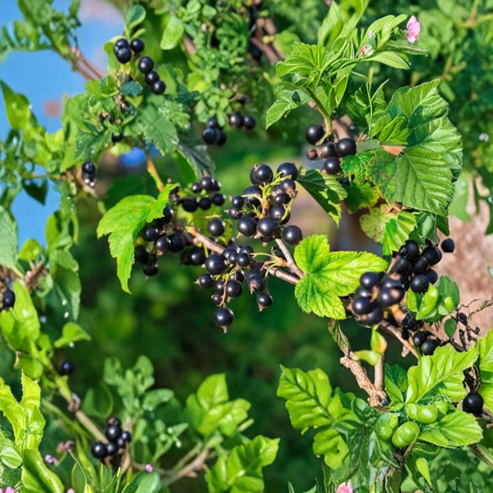 Consort Black Currant Live Rooted Plant | Self-Pollinating Edible Berry Shrub | Cold Hardy Zones 4-8