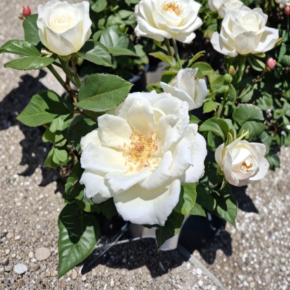 White Lightnin Grandiflora Rose - 2 Gallon Live Bush Plant with Large White Blooms