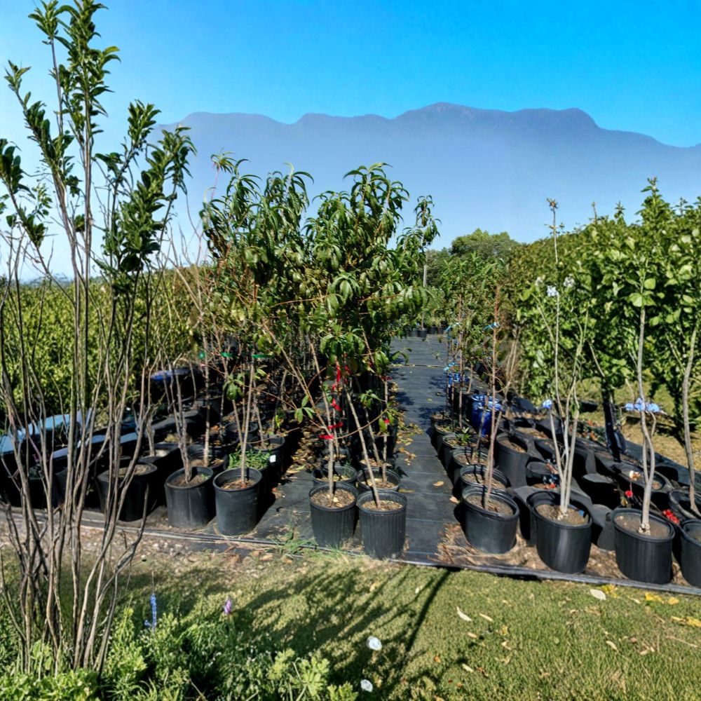 Ruby Prince Peach Tree – Live Fruit Tree 4–6 Feet | Sweet Juicy Freestone Peaches | Self-Pollinating