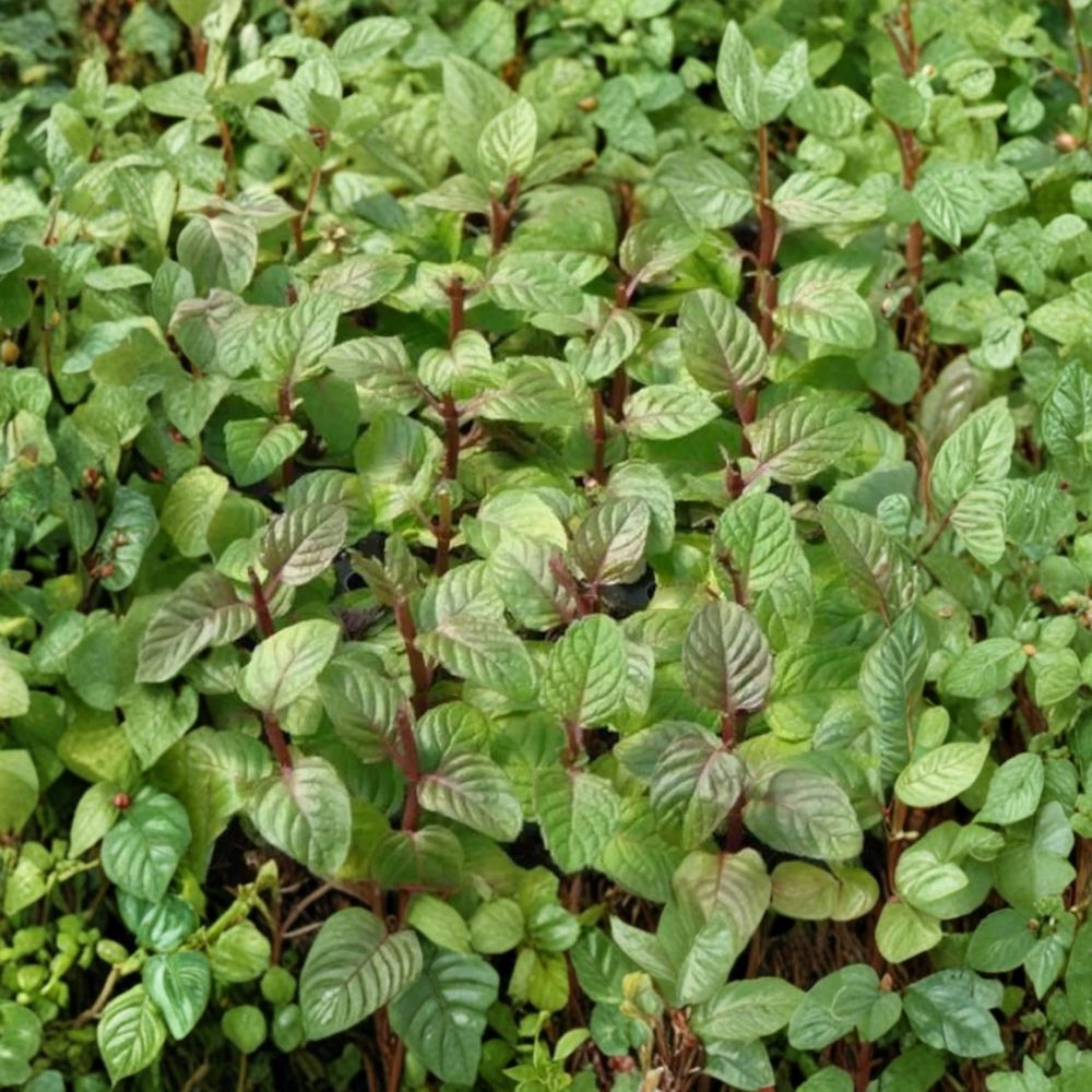 Berries and Cream Mint Cuttings – Mentha x piperita Organic Unrooted Culinary Herb for Container Gardening