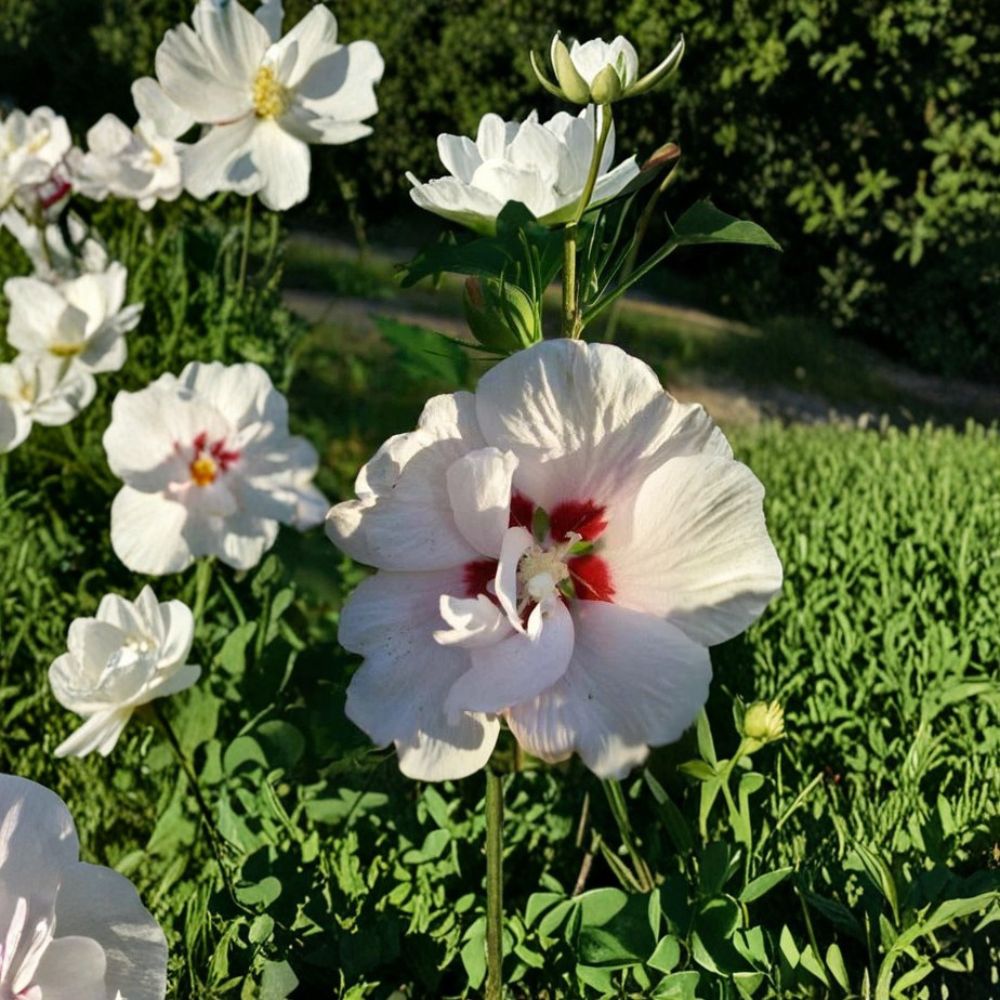 Double Flower White Althea Rose of Sharon - 1 Gallon Live Plant | Hardy Flowering Shrub