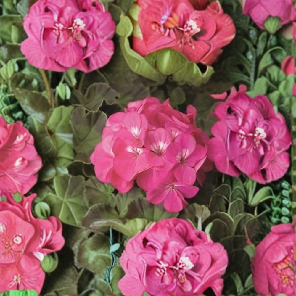 Geranium Pinto Premium Rose Deep Pelargonium Seeds | 1,000 Deep Rose Blooms | Compact & Vigorous Garden Variety