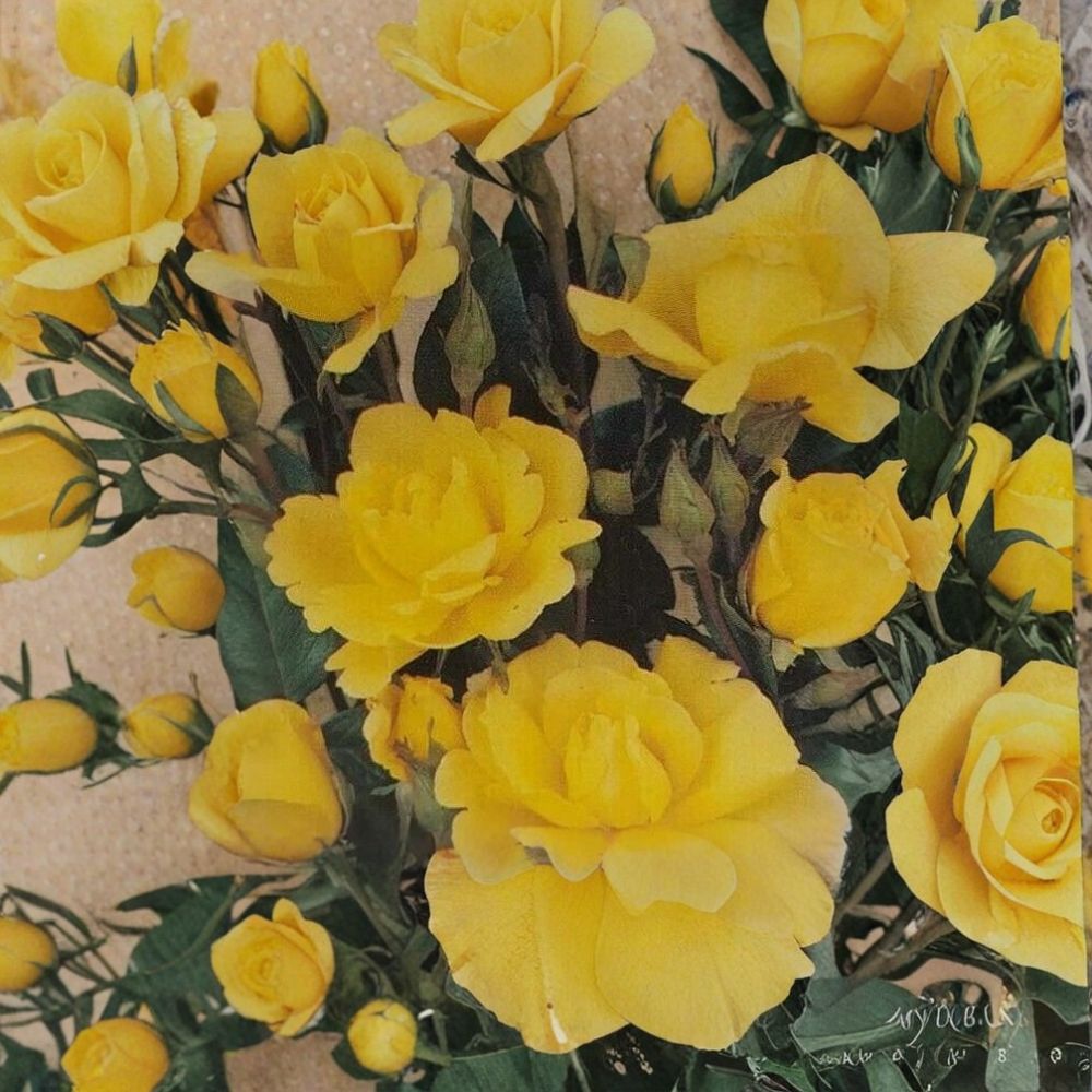 Climbing Golden Shower Rose - Rosa 'Golden Showers' Live Plant | 3 Gallon | Daffodil Yellow Blooms | Repeat Blooming Climbing Rose