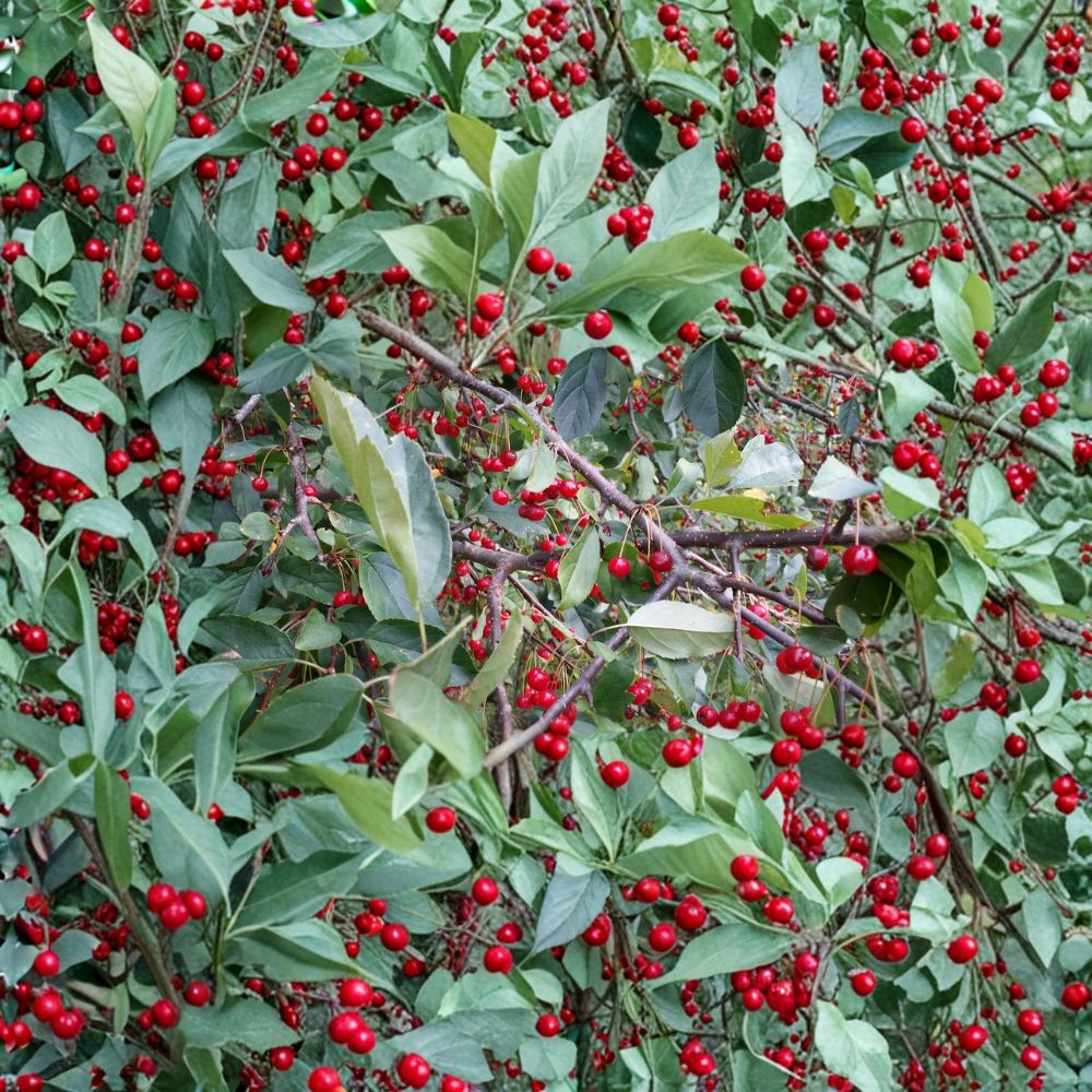 Roselow Crabapple Live Rooted Tree - Wildlife Friendly Flowering Crabapple Shrub Zones 4-9