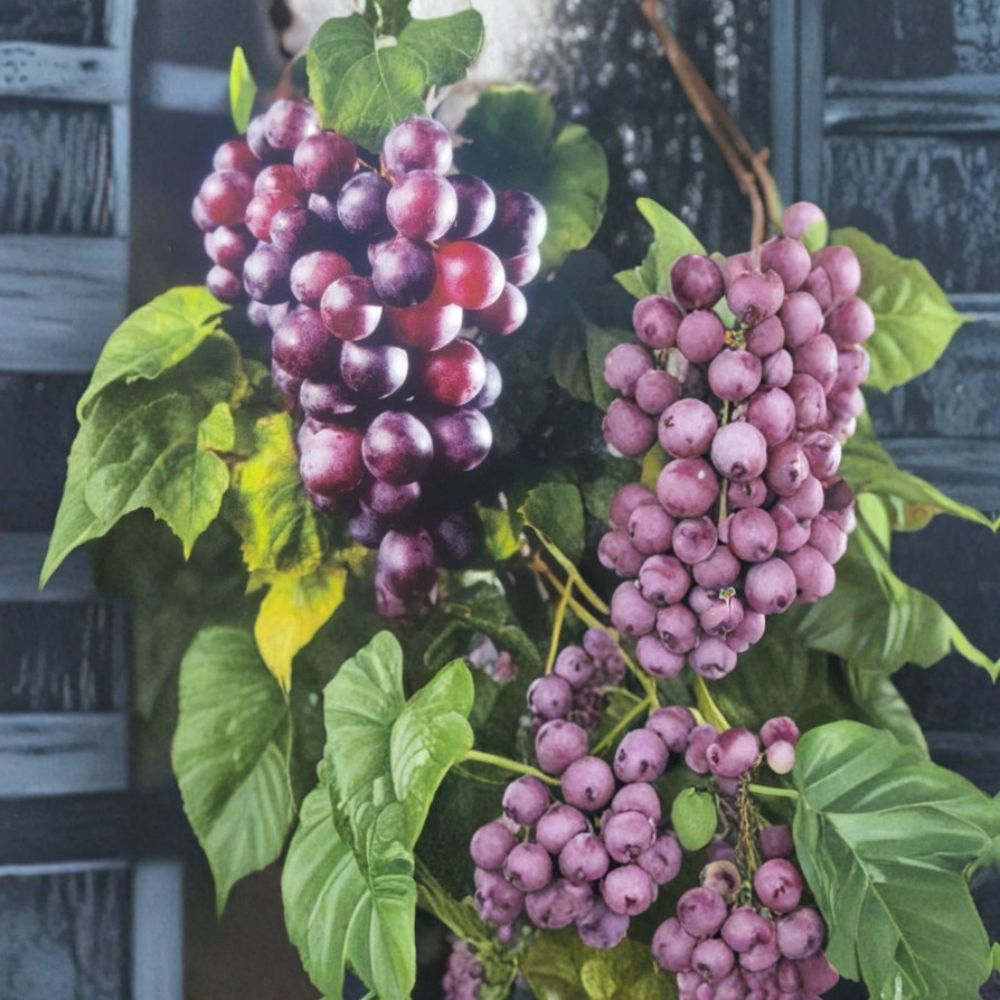 Black Beauty Muscadine Grape Vine - Vitis rotundifolia Live Plant 3 Gallon