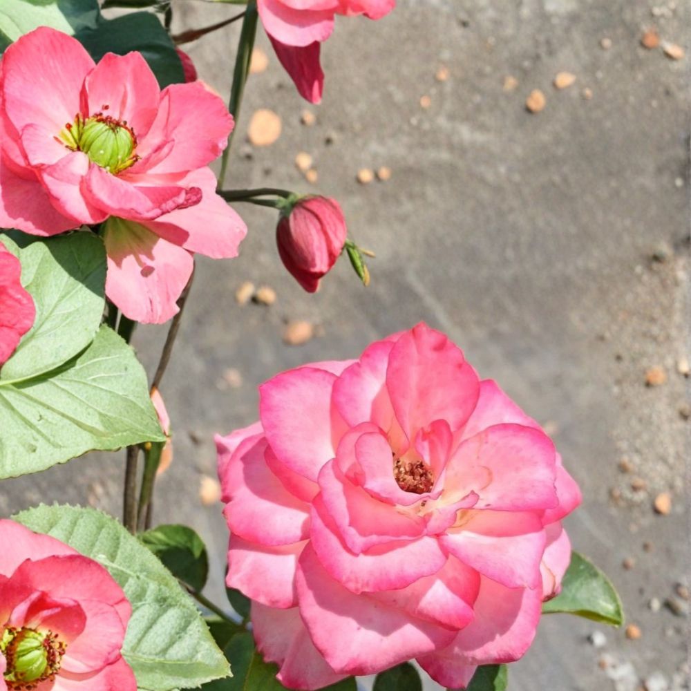 Nichole Everblooming Floribunda Rose – Live 3 Gallon White Pink Flowering Shrub