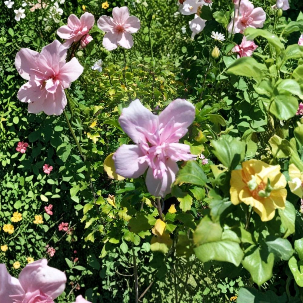 Double Flower Pink Althea Rose of Sharon – 1 Gallon Live Shrub Plant | Hardy, Easy to Grow