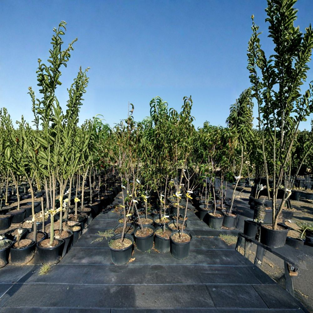 Flavortop Nectarine Tree – 4–6 Feet Tall Live Fruit Tree with Sweet Freestone Nectarines