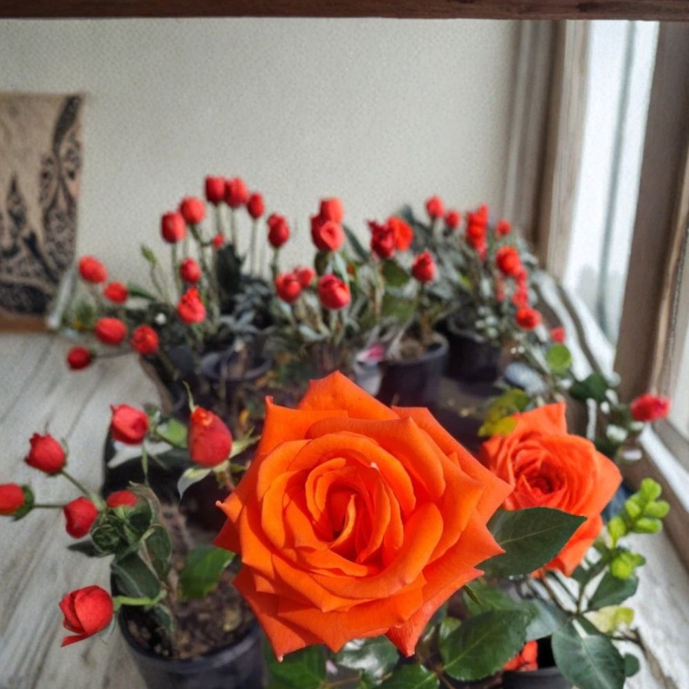 Marina Everblooming Floribunda Rose – Live 5 Gallon Salmon Orange Rose Bush