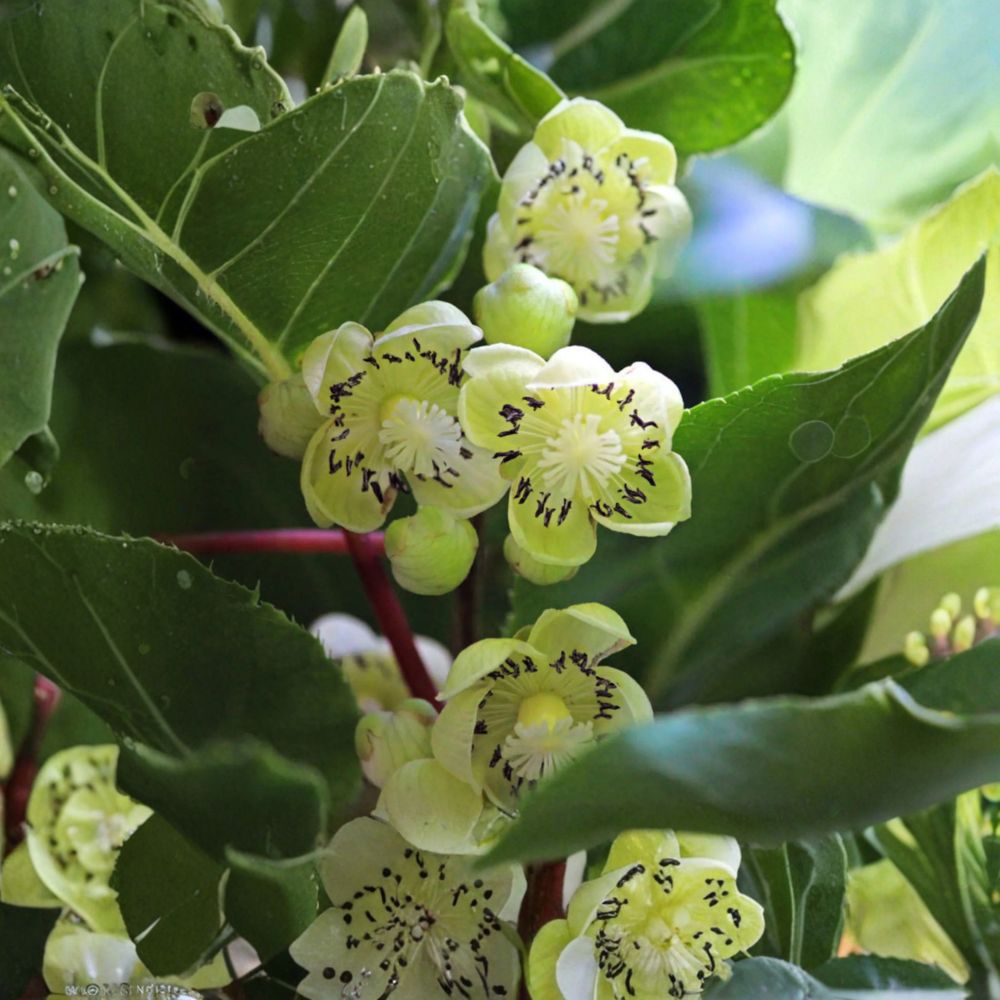 Fairchild Male Kiwi Pollinator – Hardy Rooted Kiwi Vine for Zones 4–8