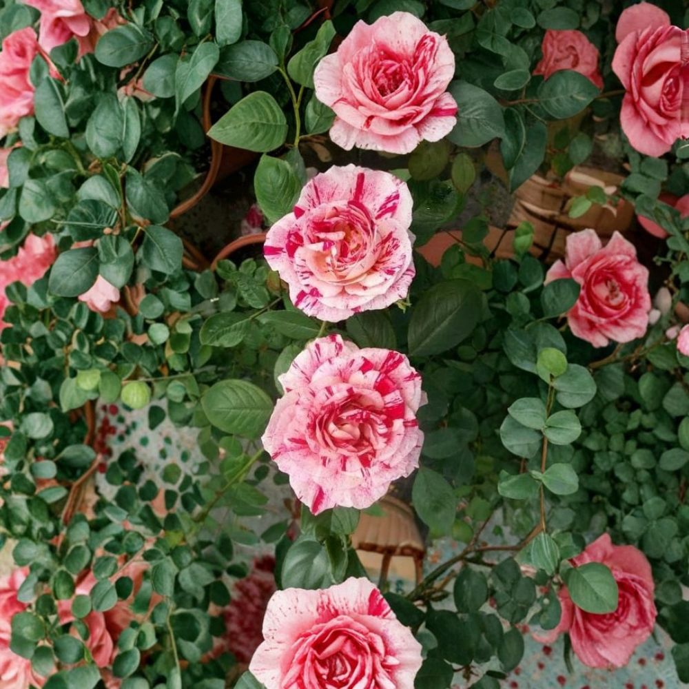 Scentimental Floribunda Rose Live Bush Plant | 1 Gallon | Striped Red & White Double Blooms