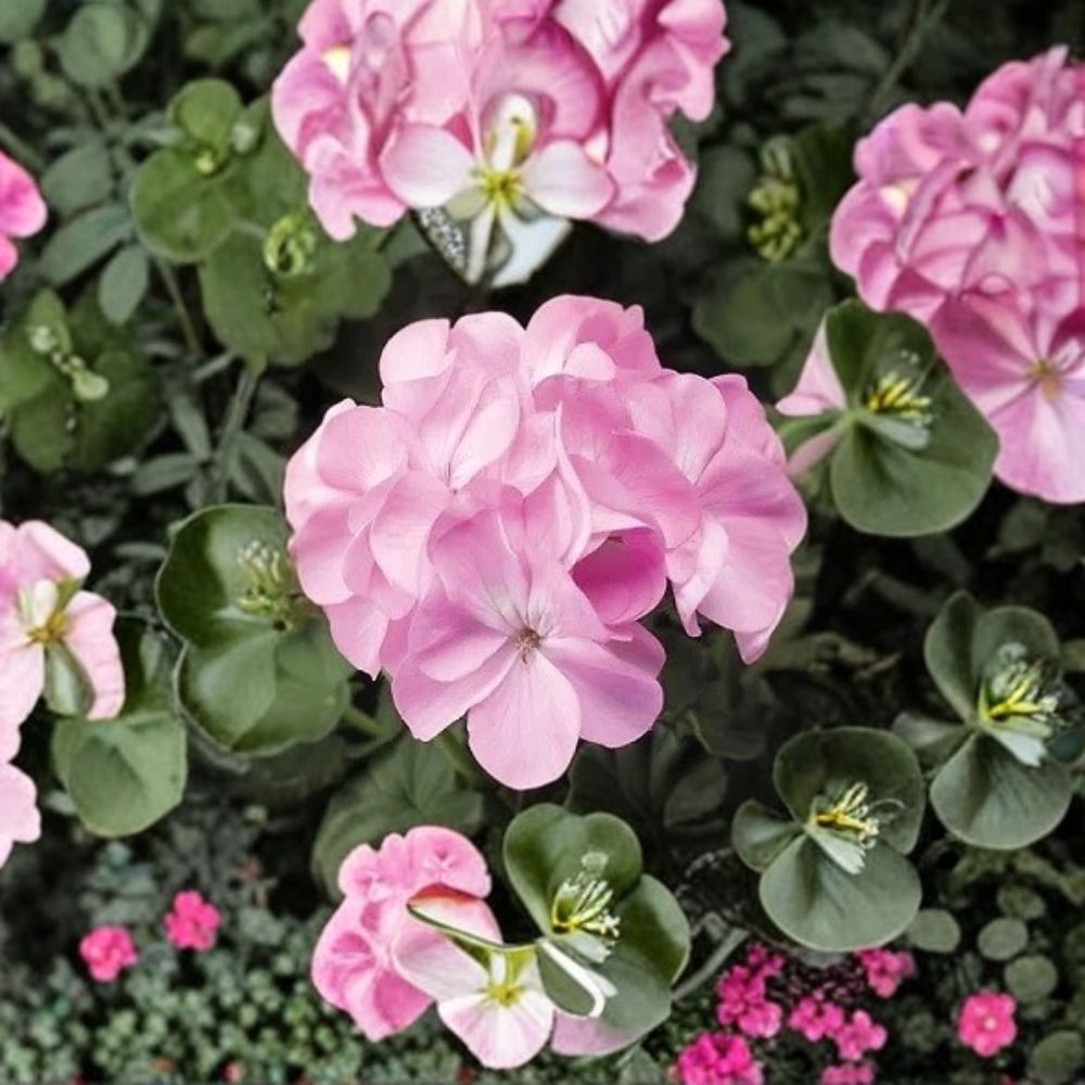 Geranium Pinto Premium Lavender Pelargonium Seeds | 1,000 Seeds | Pastel Lavender Blooms