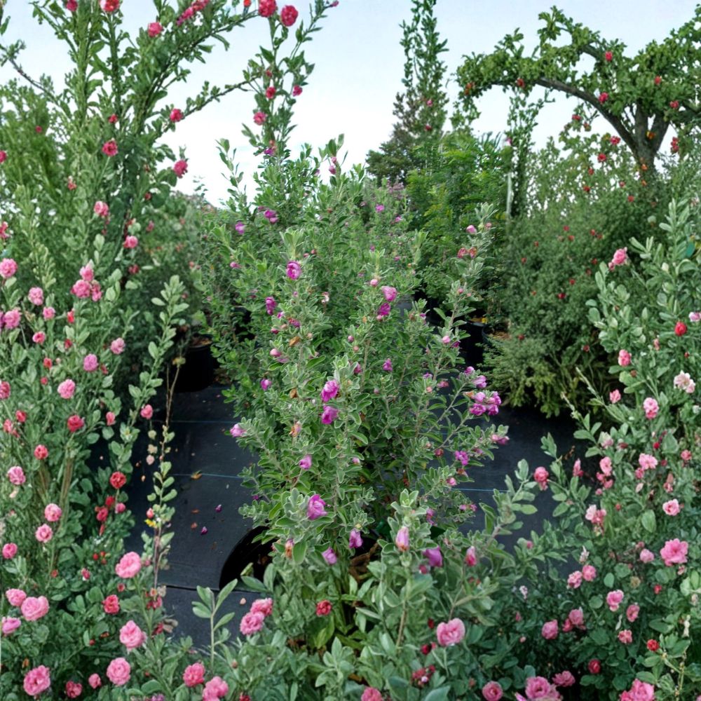 Purple Texas Sage – Leucophyllum frutescens Live Shrub | 2–3 Feet Tall Evergreen Flowering Plant