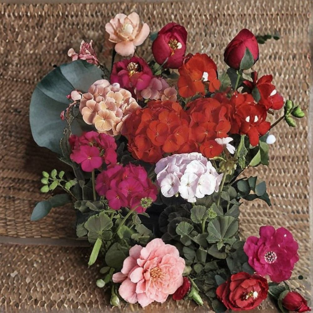 Geranium Bullseye Mix Pelargonium Seeds | 1,000 Mixed Color Blooms & Chocolate Foliage